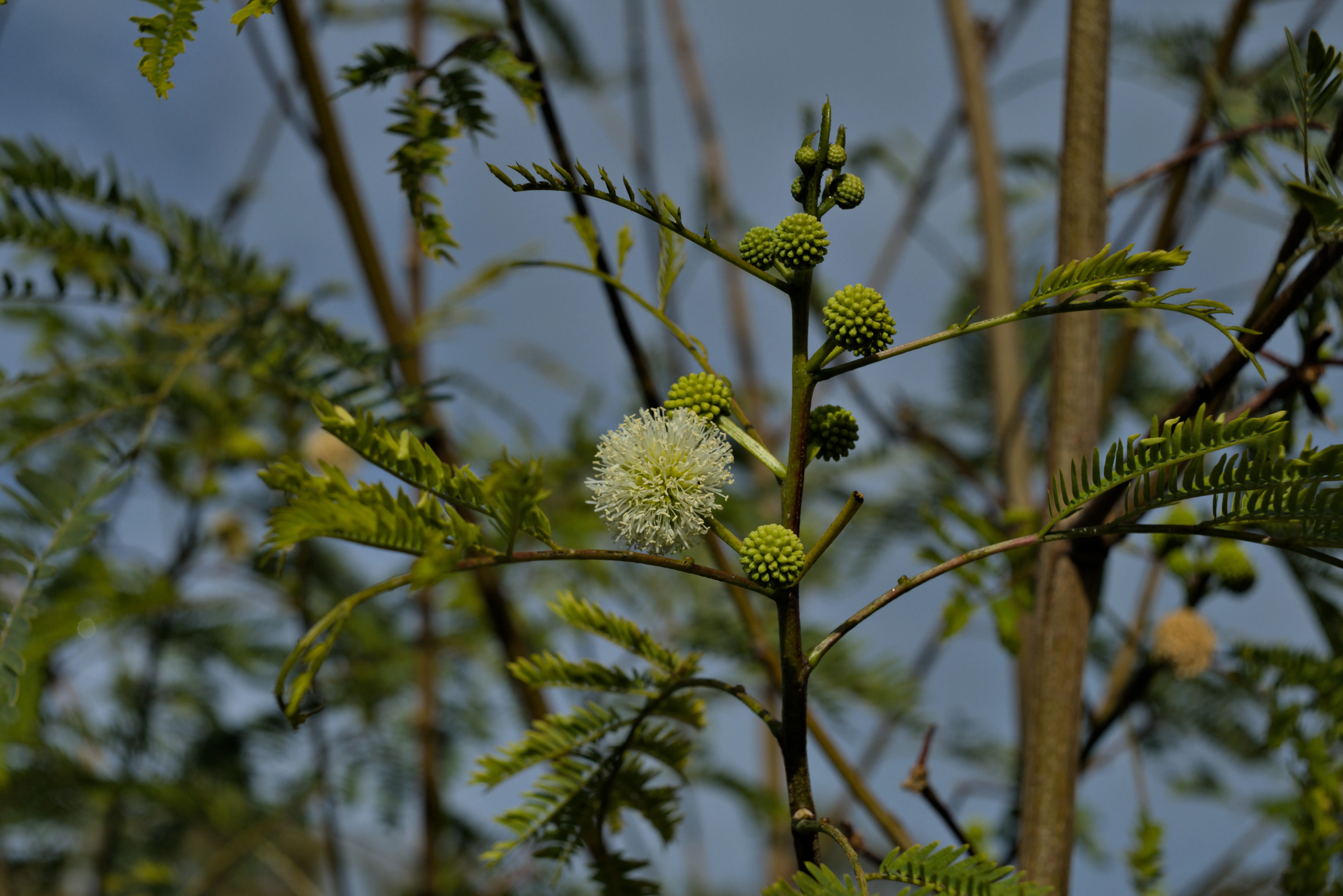 Meyer-Optik Görlitz Primagon 35mm f4.5 (M42) - _I4A7295.webp